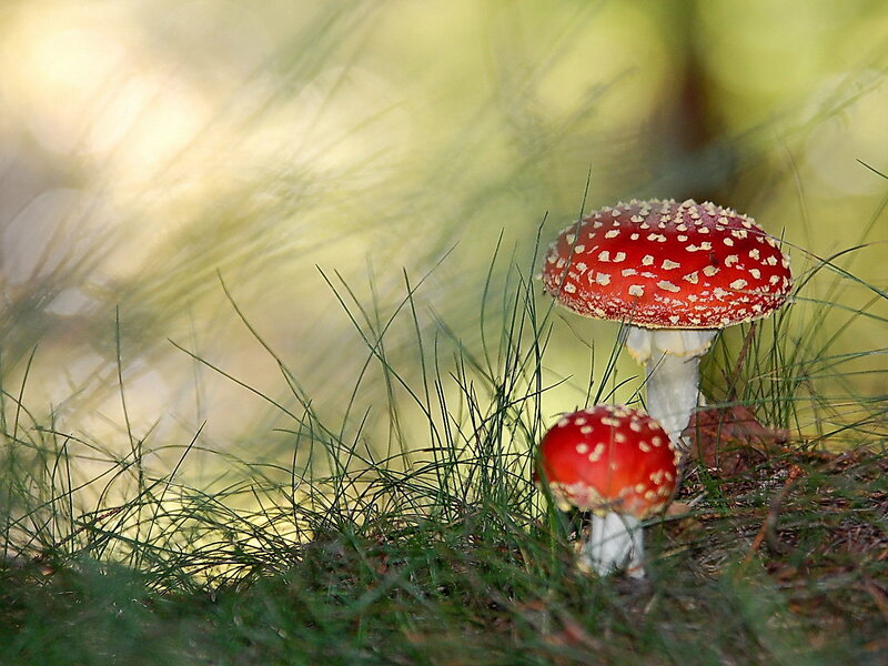 Red mushrooms in forest grass