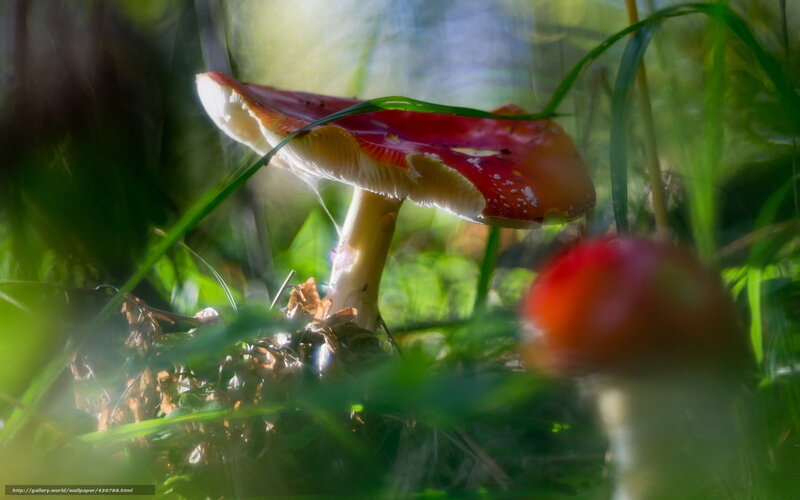 Red mushrooms in forest grass