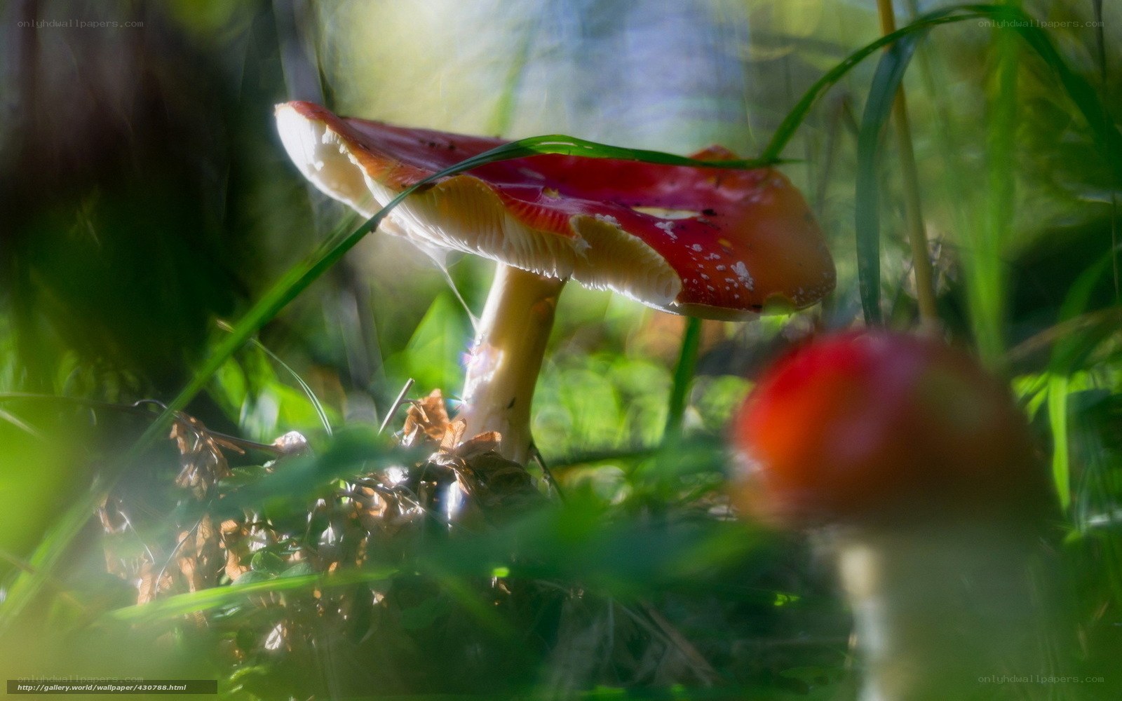 Red mushrooms in forest grass