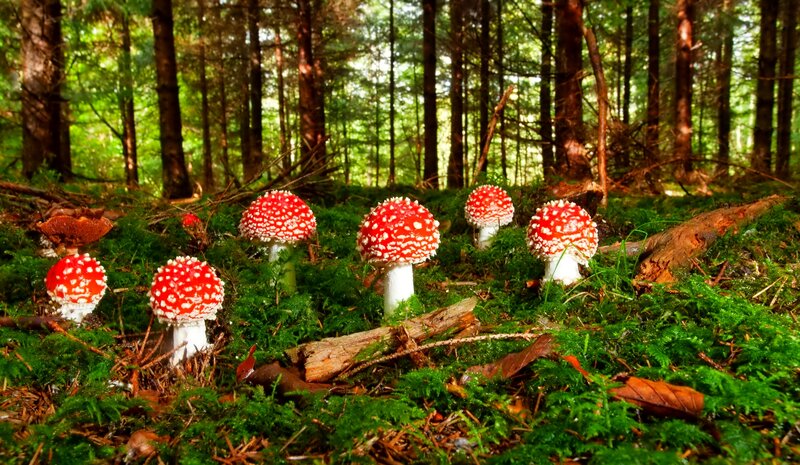 Red Mushrooms in Forest — Green, Serene, Afternoon
