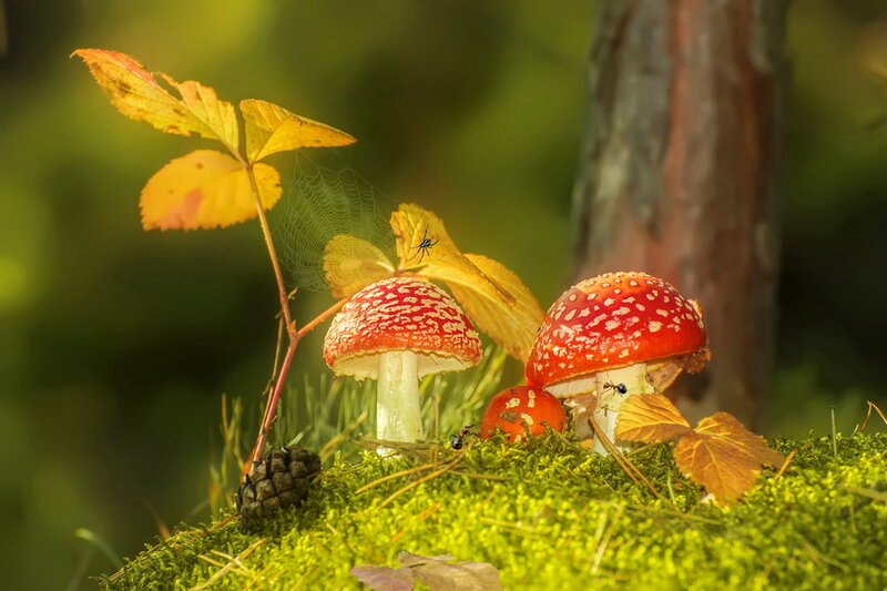 Red Mushrooms in Forest — Green, Serene, Autumn