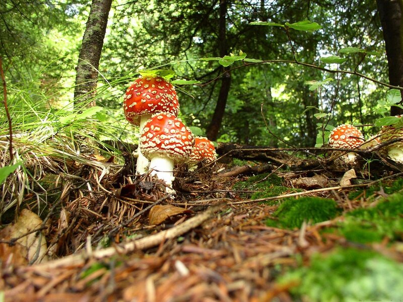 Red Mushrooms in Forest — Green, Serene