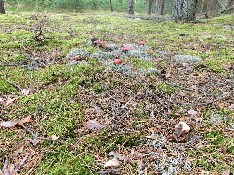 Red Mushrooms in Forest — Green