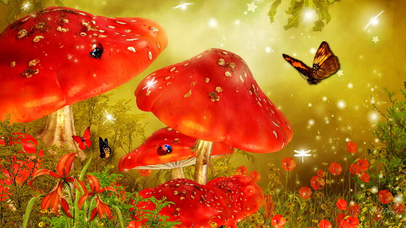 Red Mushrooms in Forest — Magical, Afternoon