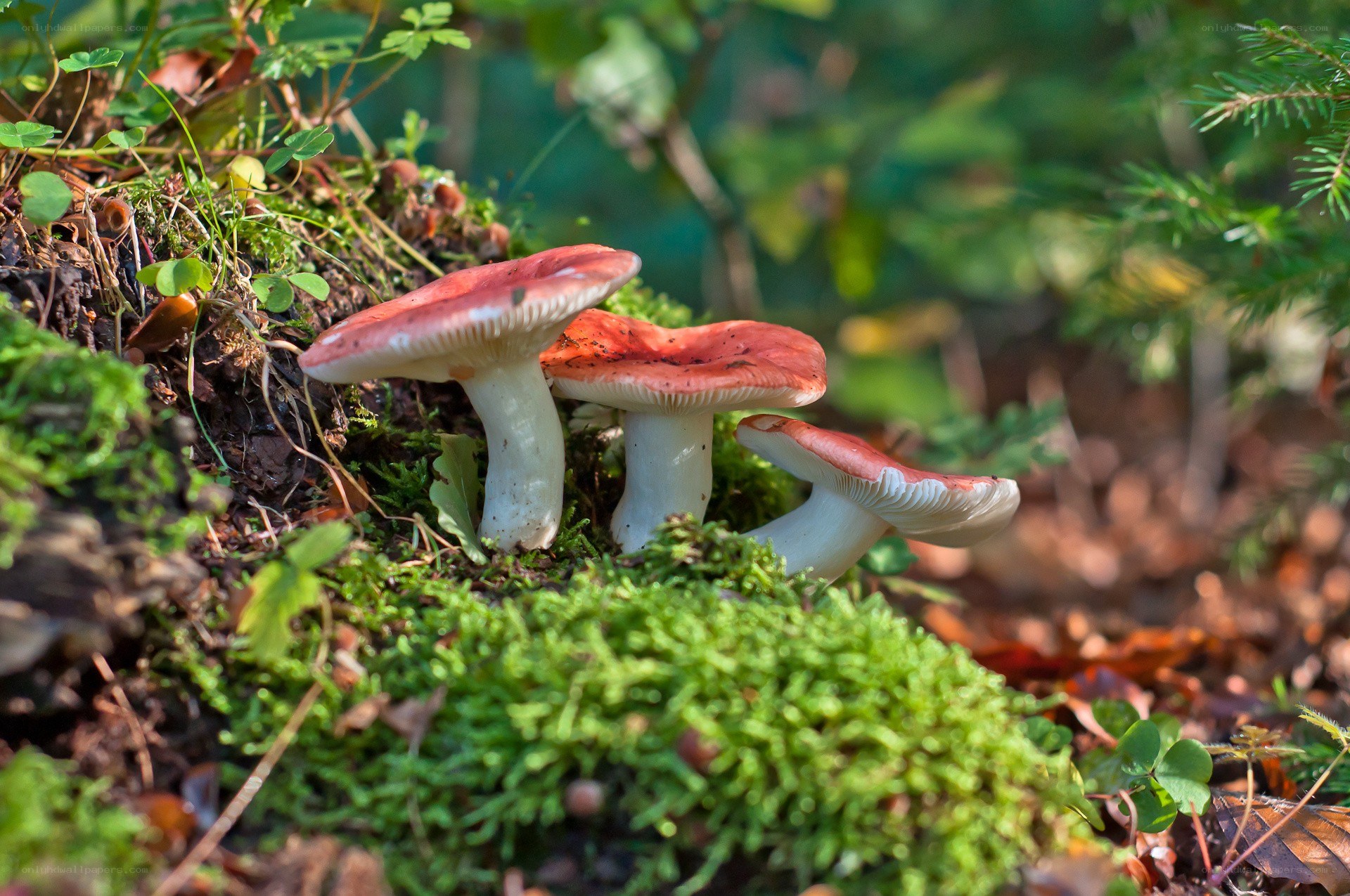 Red mushrooms in forest moss