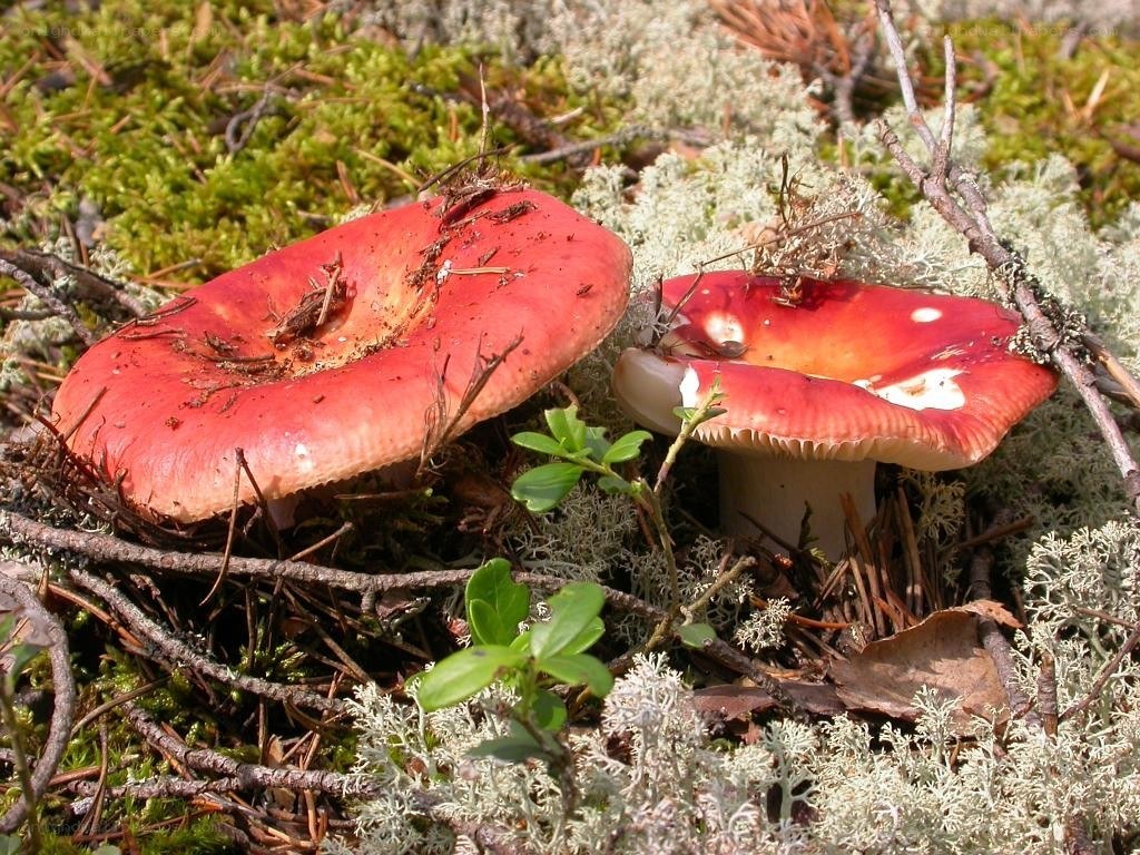 red mushrooms in forest moss
