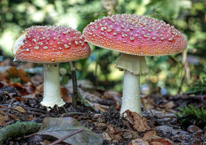 Red Mushrooms in Forest — Natural, Afternoon, Photograph, Leaves