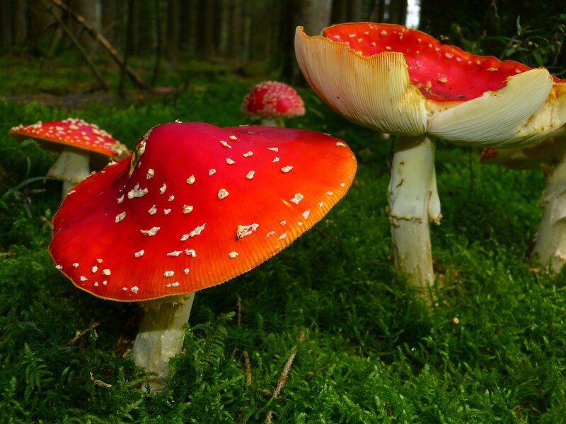 Red Mushrooms in Forest — Natural, Afternoon, Photograph, Moss