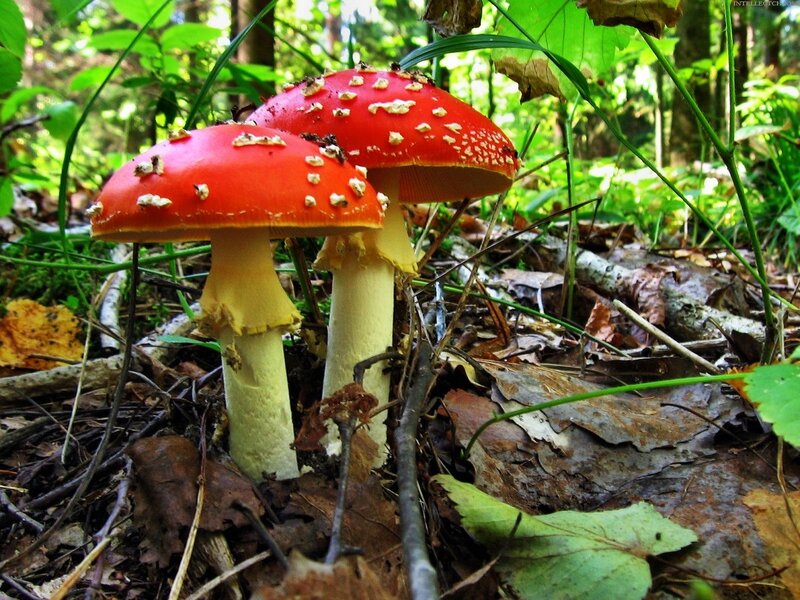 Red Mushrooms in Forest — Natural, Afternoon
