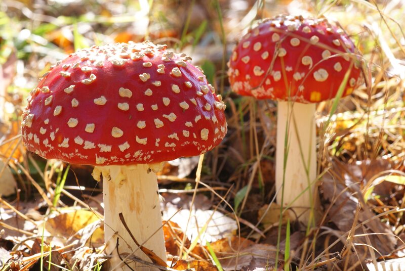 Red Mushrooms in Forest — Natural, Autumn, Photograph, Grass