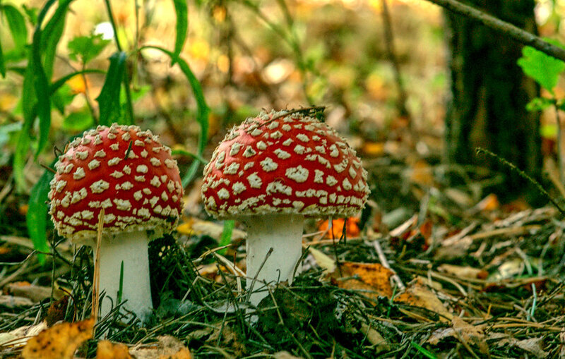 Red Mushrooms in Forest — Natural, Autumn, Photograph, Leaves