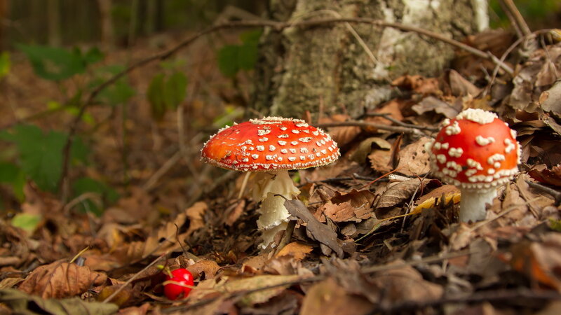 Red Mushrooms in Forest — Natural, Autumn, Photograph, Leaves, Tree Trunk