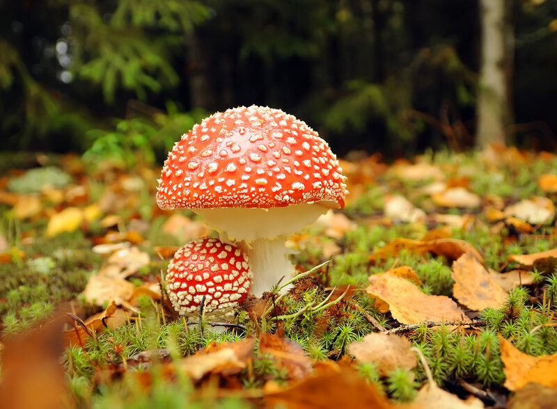 Red Mushrooms in Forest — Natural, Autumn, Photograph, Moss