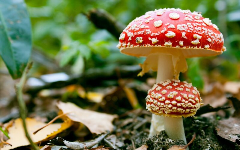 Red Mushrooms in Forest — Natural, Autumn
