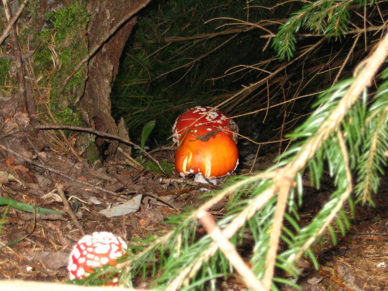 Red Mushrooms in Forest — Natural, Night