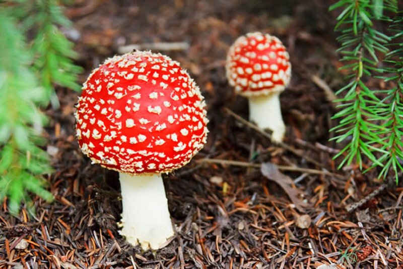 Red Mushrooms in Forest — Natural, Photograph, Pine Needles