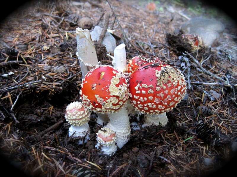 Red Mushrooms in Forest — Natural, Photograph