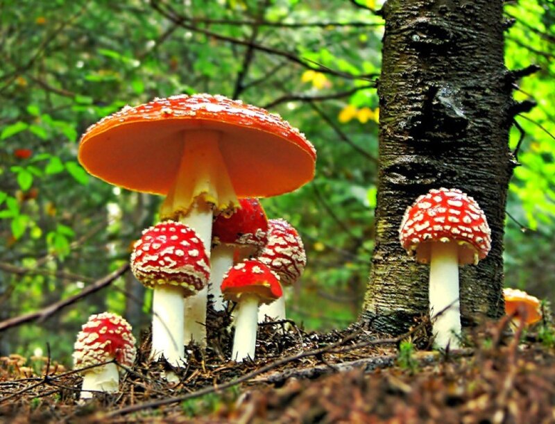 Red Mushrooms in Forest — Natural