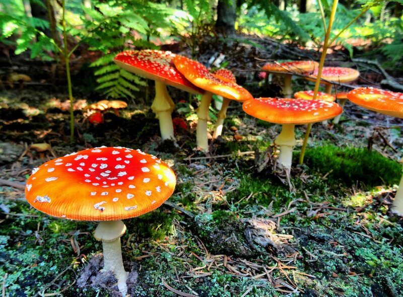 Red Mushrooms in Forest — Serene, Afternoon, Photograph, Moss