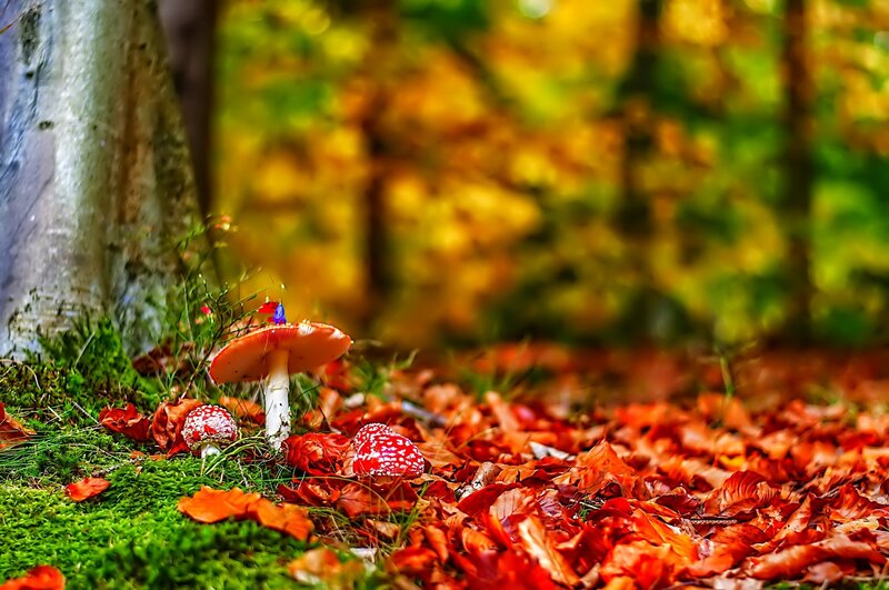 Red Mushrooms in Forest — Serene, Autumn, Photograph, Fallen Leaves
