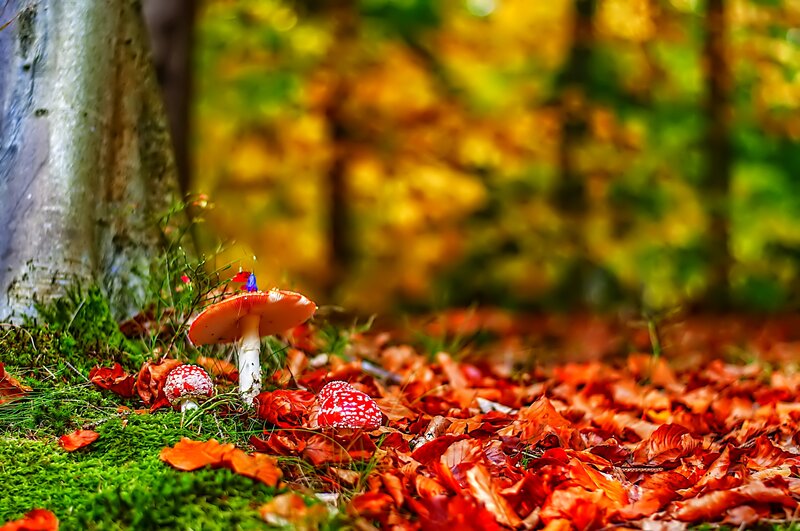 Red Mushrooms in Forest — Serene, Autumn