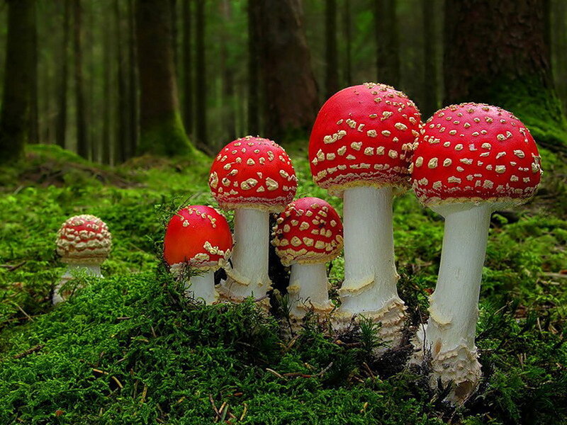 Red Mushrooms in Forest — Serene, Photograph