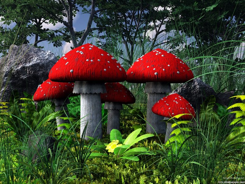 Red Mushrooms in Forest — Serene