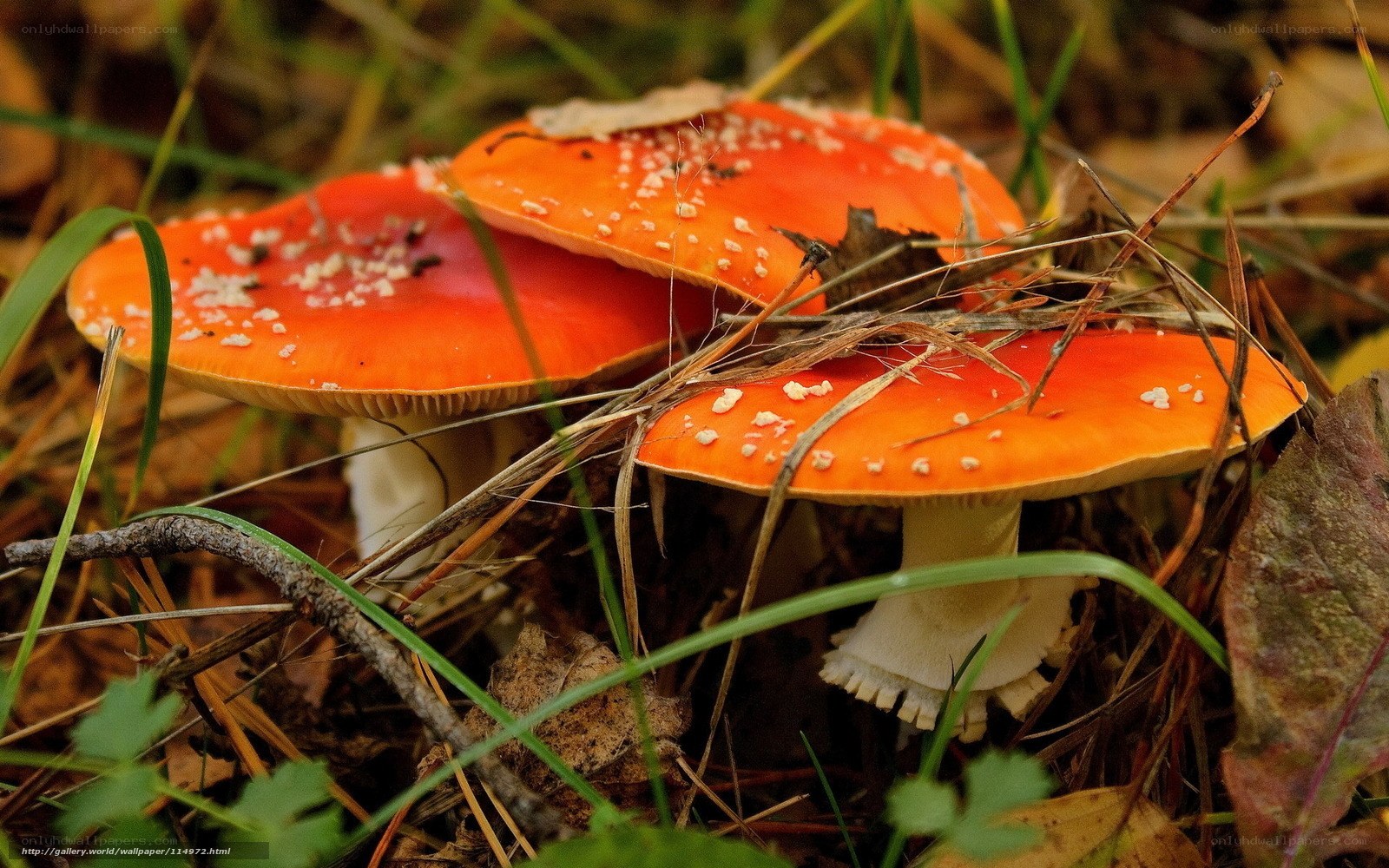 Red mushrooms in forest