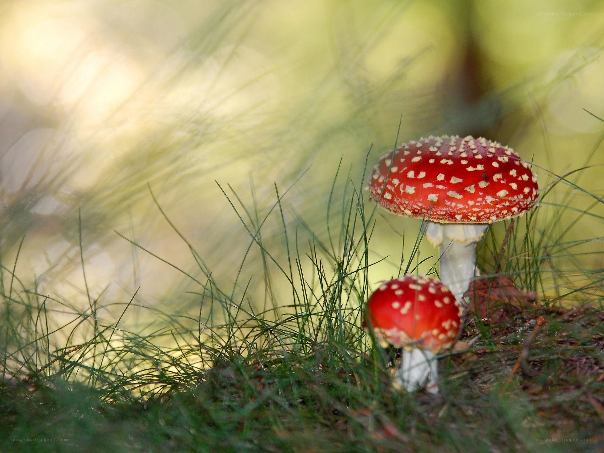 Red mushrooms in grass