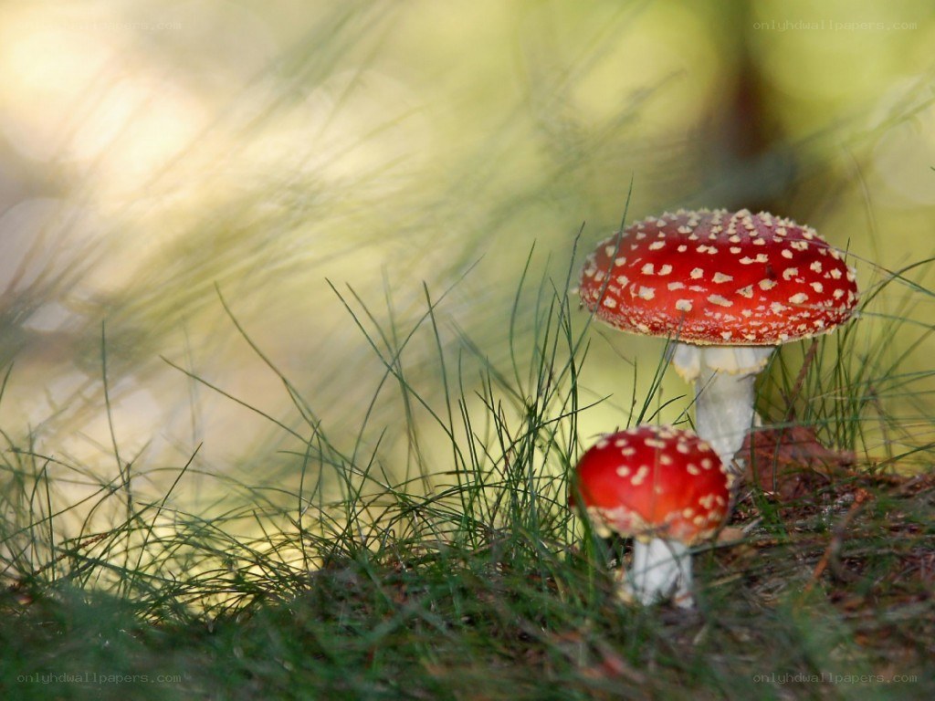 Red mushrooms in grass