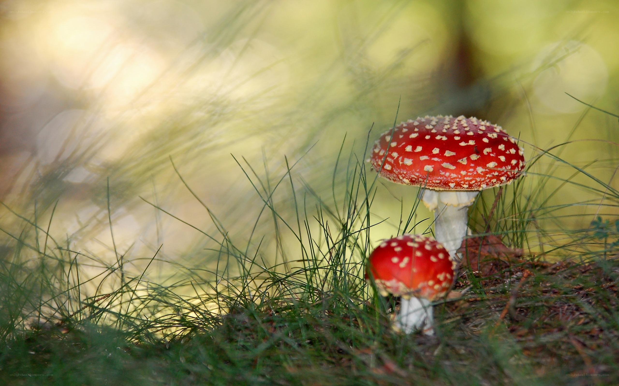 Red mushrooms in grass