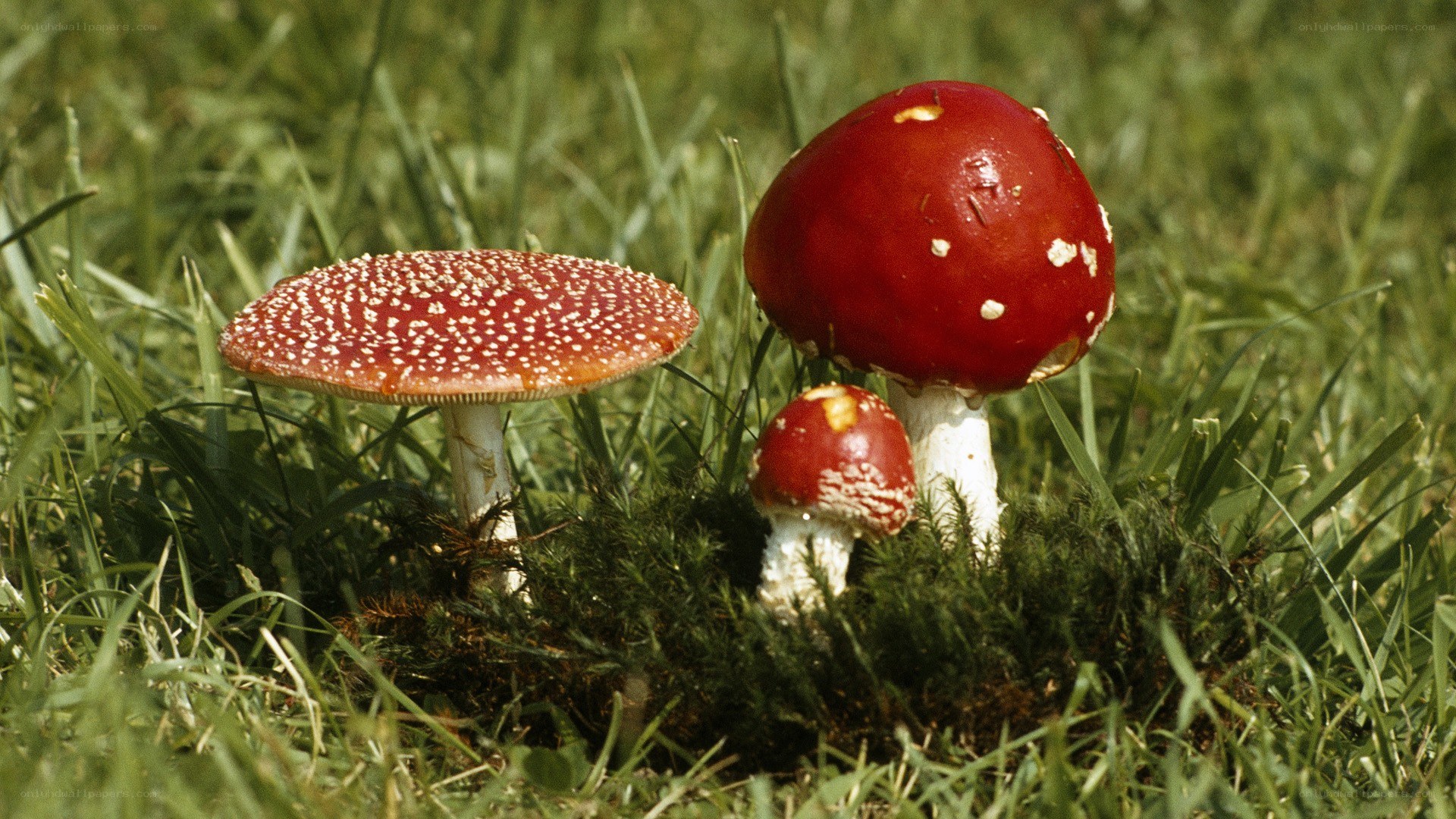 Red mushrooms in grass