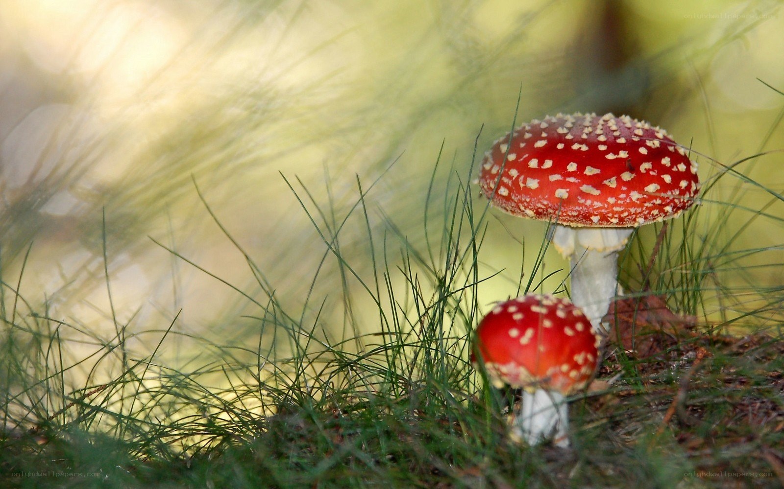 Red mushrooms in grass