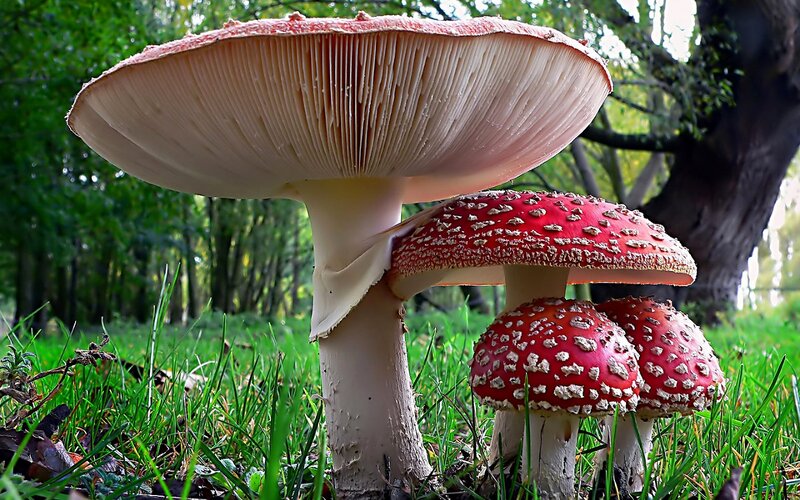 Red Mushrooms in Grass — Green, Natural