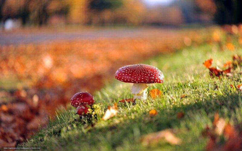 Red Mushrooms in Grass — Green, Serene