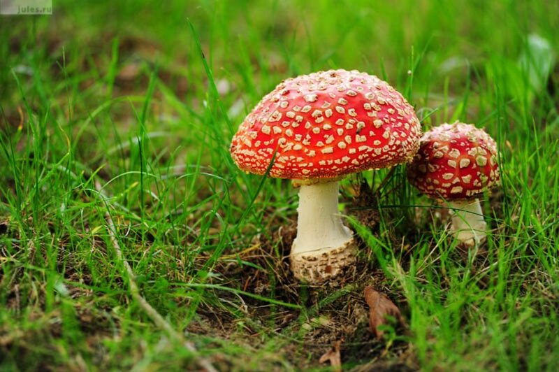 Red Mushrooms in Grass — Green