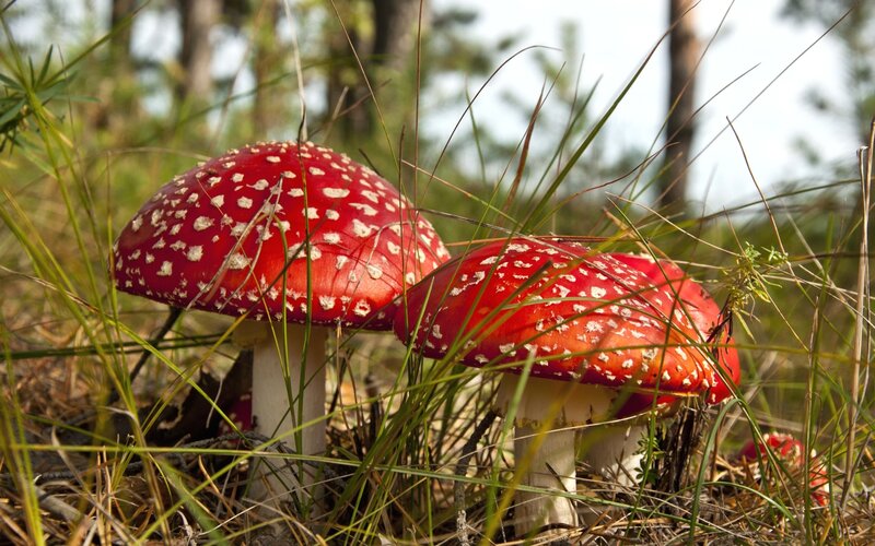 Red Mushrooms in Grass — Natural, Afternoon, Photograph, Forest