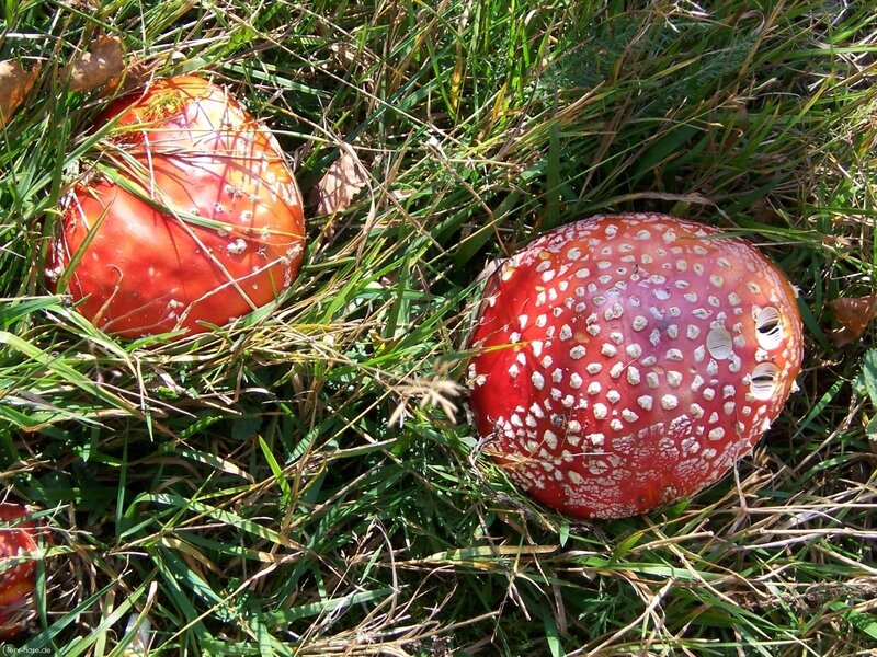 Red Mushrooms in Grass — Natural, Afternoon