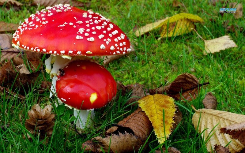 Red Mushrooms in Grass — Natural, Autumn