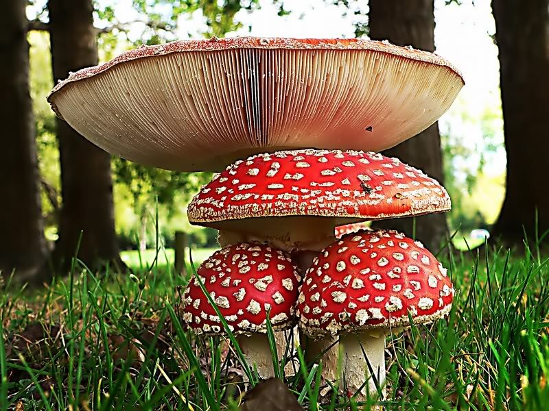 Red Mushrooms in Grass — Natural