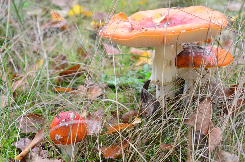 Red Mushrooms in Grass — Orange