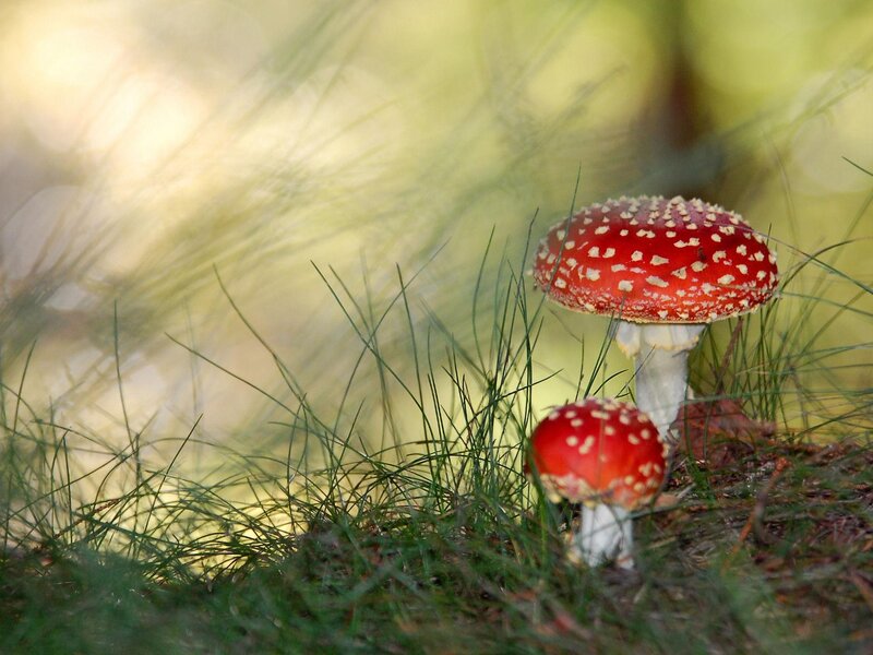 Red Mushrooms in Grass — Serene, Afternoon, Photograph, Forest