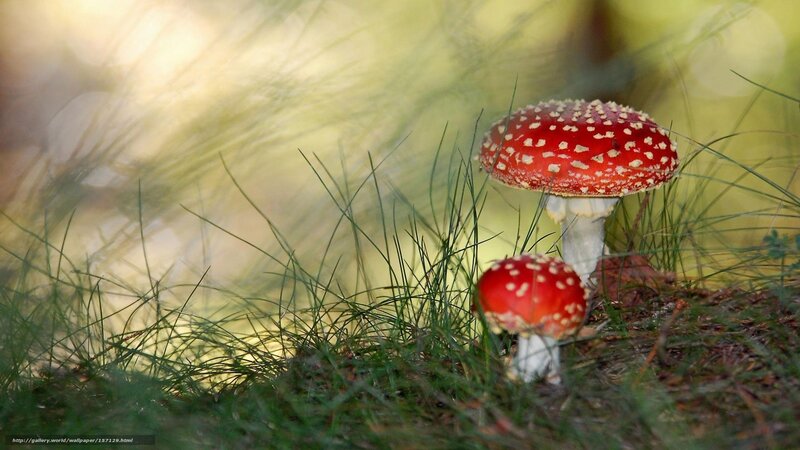 Red Mushrooms in Grass — Serene, Afternoon