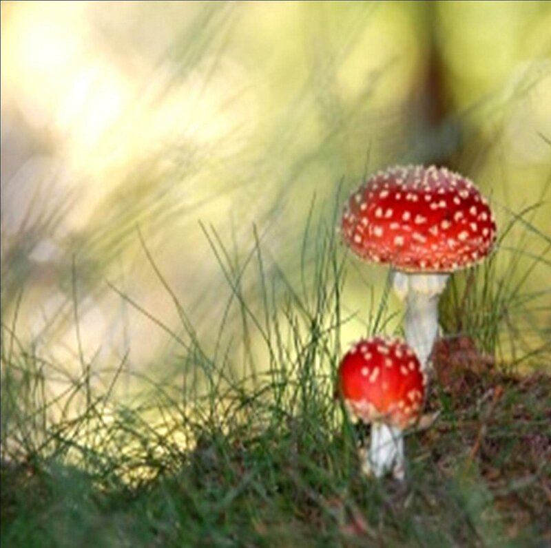Red Mushrooms in Grass — Serene, Morning