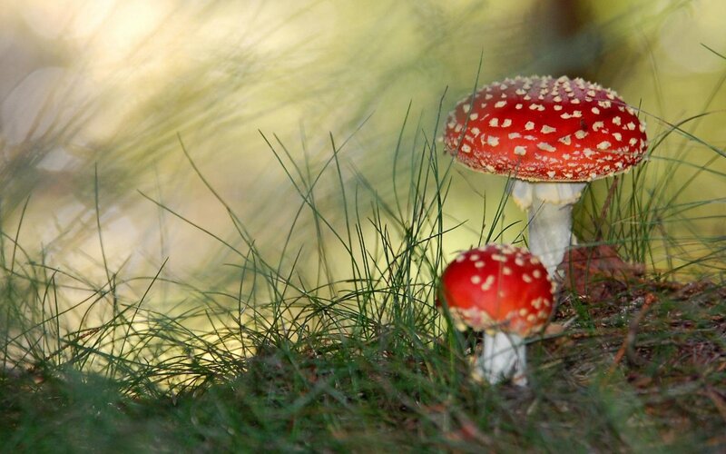 Red Mushrooms in Grass — Serene, Photograph