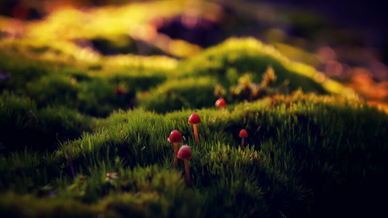 Red Mushrooms in Moss — Green, Serene, Sunset