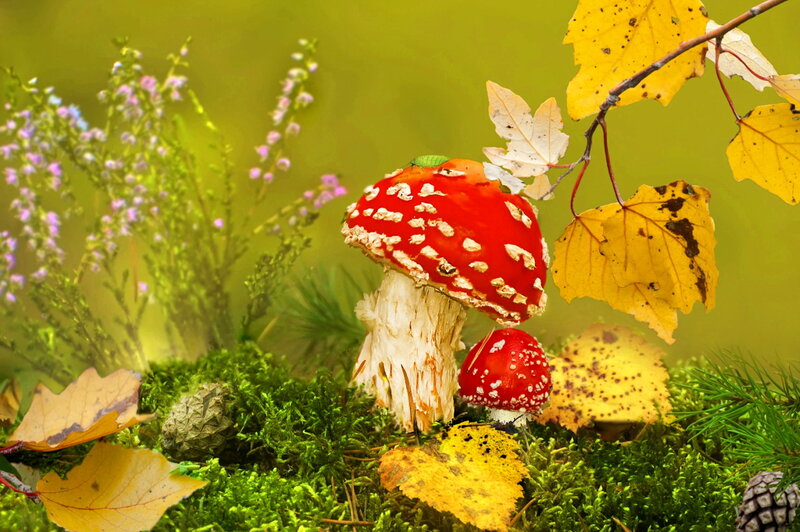 Red Mushrooms in Moss — Green, Serene