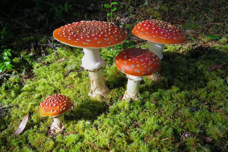 Red Mushrooms in Moss — Green