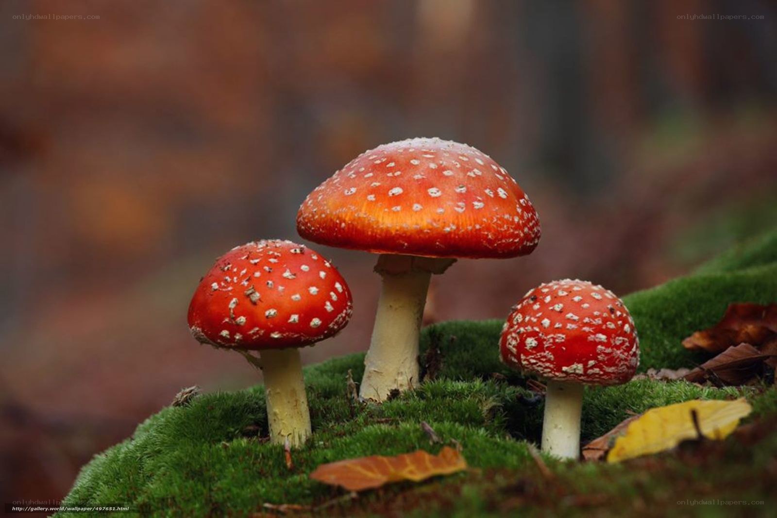 Red mushrooms on mossy ground