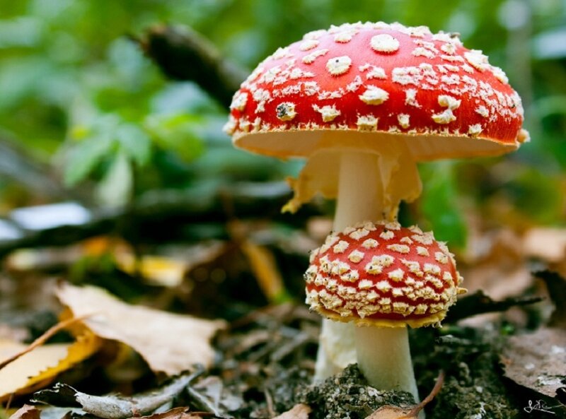 Red mushrooms with white spots